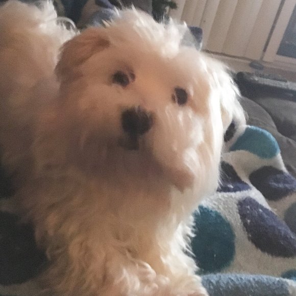 Meet your Posher, Ann - Picture 1 of 1